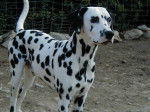 pancho - Dalmatien Mâle (11 mois)