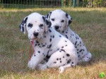 Flicka et Lili - Dalmatien Femelle (8 mois)