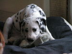 Ice Tea 8 semaines - Dalmatien Femelle (2 mois)