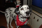 Boucanne - Dalmatien Femelle (2 ans)