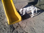 Hercule - Dalmatien Mâle (7 mois)