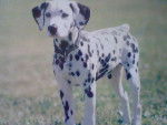 tachie - Dalmatien Femelle (2 ans)