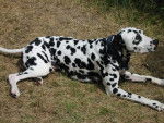 Duck - Dalmatien Mâle (12 ans)