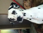 clochette - Dalmatien Femelle (2 ans)