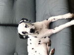 clochette - Dalmatien Femelle (2 ans)