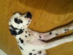 clochette - Dalmatien Femelle (2 ans)