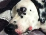 clochette - Dalmatien Femelle (2 ans)