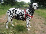Mary vor der Geburt - Dalmatien Femelle (2 ans)
