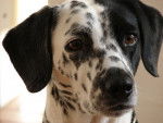 Kyra - Dalmatien Femelle (4 ans)