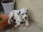 Prunelle - Dalmatien Femelle (5 mois)