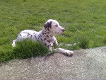 Bibi - Dalmatien Mâle (2 ans)