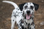 Spike - Dalmatien Mâle (9 mois)