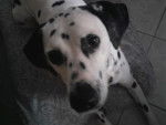 Ursula - Dalmatien Femelle (6 ans)