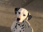 darling - Dalmatien Femelle (5 ans)