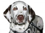 Dalmatien - Dalmatien
