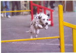 Andy en saut - Dalmatien Mâle (2 ans)