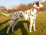 dalmatien Alpha \