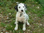 Vamille - Dalmatien Femelle (5 mois)