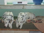 Dalmatiens: Rémus et Rocky - Dalmatien