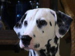 dalmatien - Dalmatien