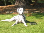 dalmatien - Dalmatien