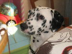dalmatien EFFIE - Dalmatien