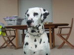 Dalmatien \