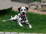Eaden Dalmatien de 10 mois - Dalmatien (10 mois)