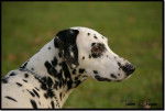 Lally, femelle Dalmatien - Dalmatien
