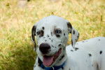 Photo Dalmatien