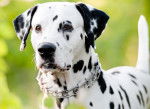 Photo Dalmatien