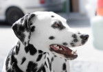 Photo Dalmatien
