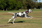 Photo Dalmatien