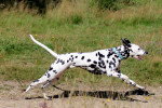 Photo Dalmatien