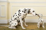 Un Dalmatien renifle un chiot