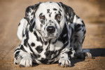 Un Dalmatien allongé sur un sentier de terre face à l'objectif