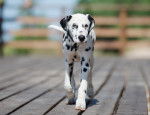 Un Dalmatien qui se promène sur un ponton en bois 