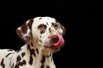 Photo Dalmatien