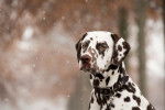 Photo Dalmatien