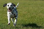 Photo Dalmatien