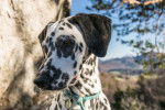 Photo Dalmatien