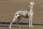 Photo Dalmatien
