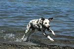 Photo Dalmatien