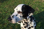 Photo Dalmatien