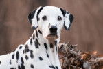Un Dalmatien assis face à l'objectif dans les bois