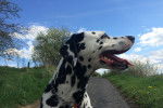 Photo Dalmatien