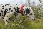 Photo Dalmatien