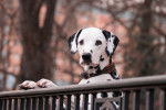 Un Dalmatien qui se tient debout les pattes sur une rambarde en bois 