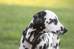 Photo Dalmatien