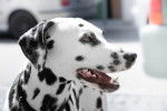 Photo Dalmatien